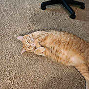 Punkin is registered to the contest to win money with this photo: animal, carpet, cat, cozy, curled_paws, cute, domestic_cat, feline, floor, ginger_cat, indoor, lazy, lying_down, office_chair, orange_fur, pet, relaxed, resting, sleepy, wheels