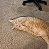 animal, carpet, cat, cozy, curled_paws, cute, domestic_cat, feline, floor, ginger_cat, indoor, lazy, lying_down, office_chair, orange_fur, pet, relaxed, resting, sleepy, wheels