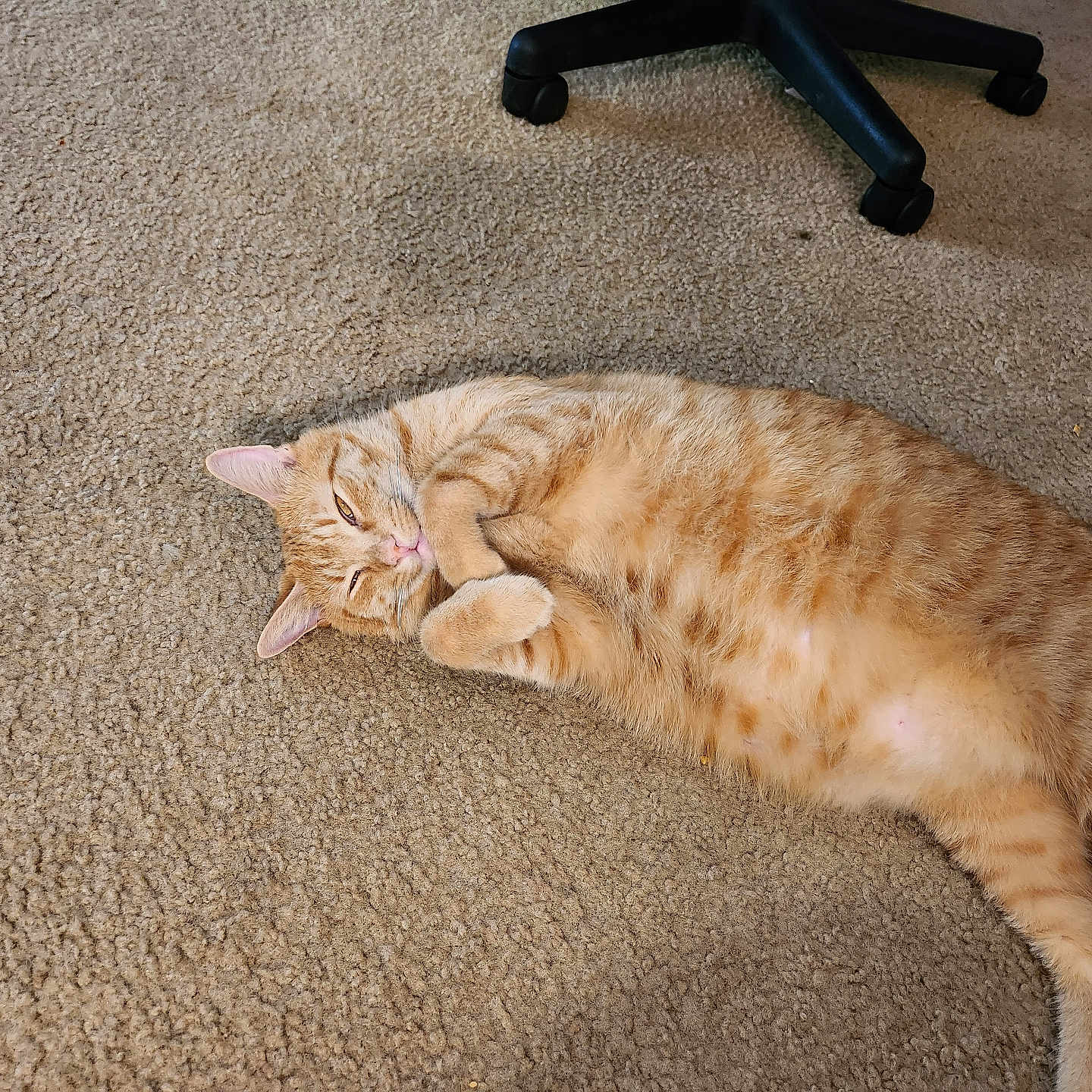 Punkin