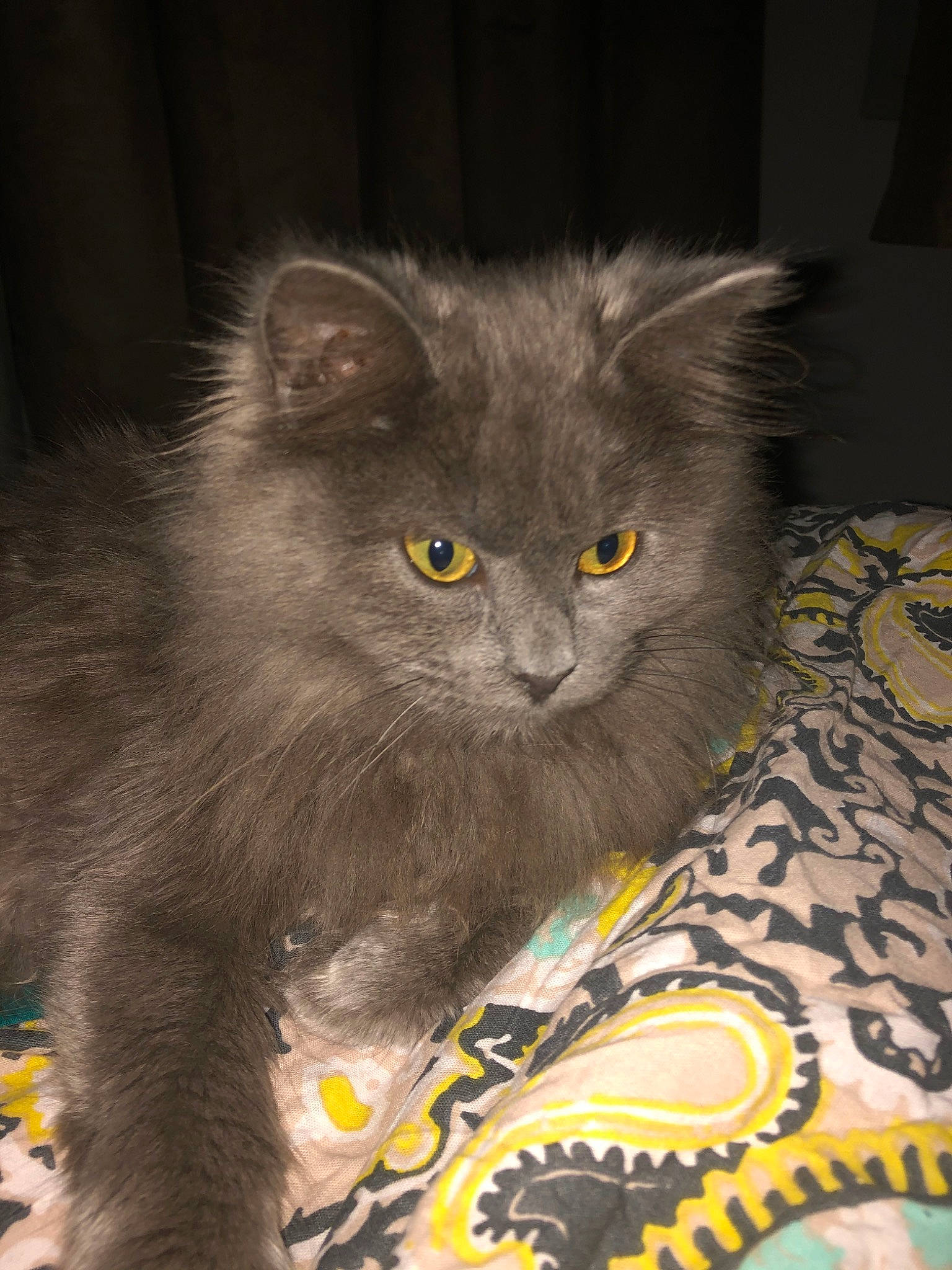Cachou a rejoint le concours — aidez-le/la à gagner de superbes lots ! asian_semi_longhair, british_longhair, british_semi_longhair, carnivore, cat, chartreux, domestic_long_haired_cat, domestic_short_haired_cat, felidae, kitten, korat, mammal, nebelung, norwegian_forest_cat, persian, ragamuffin, russian_blue, small_to_medium_sized_cats, vertebrate, whiskers