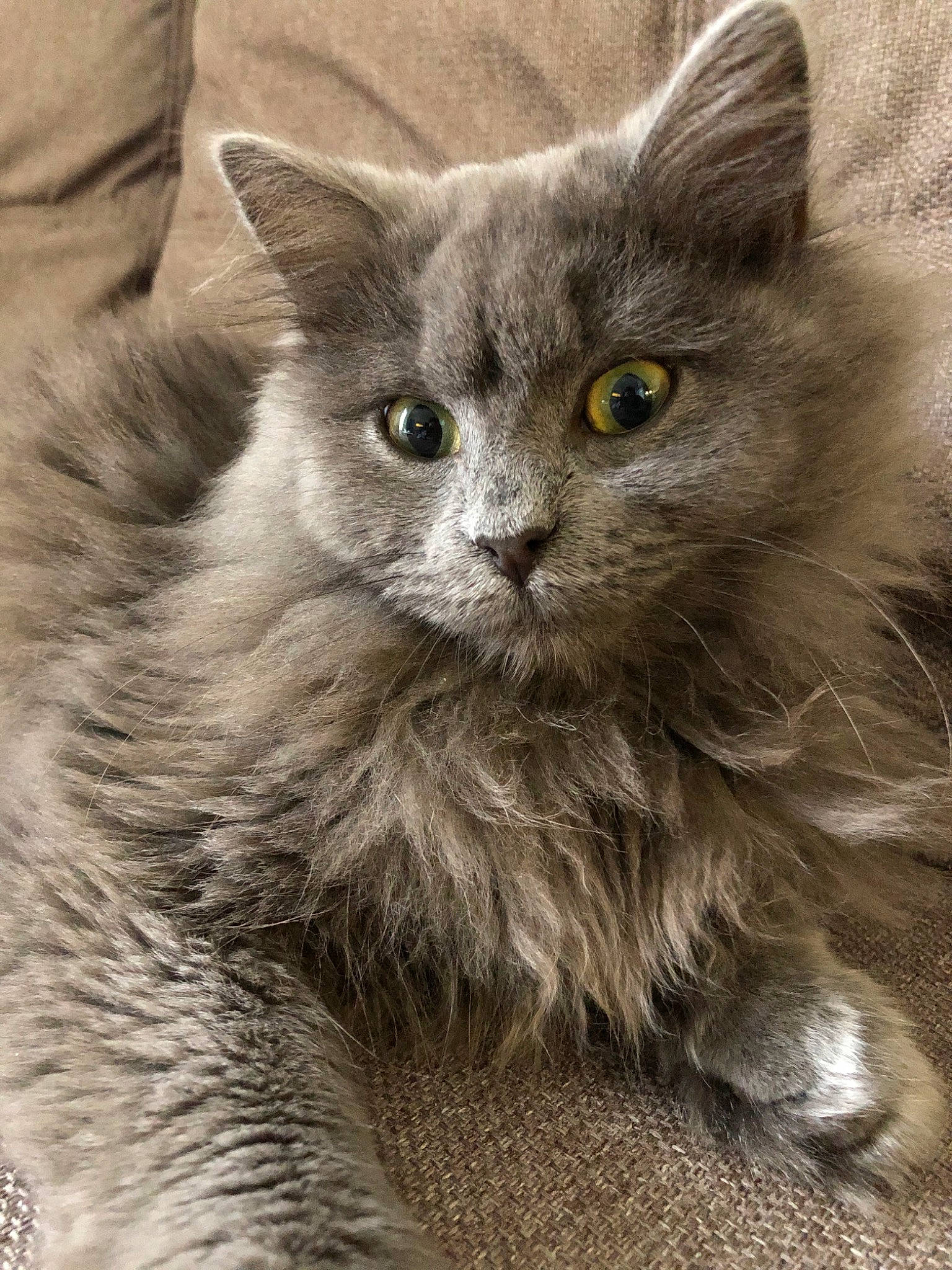 Cachou a rejoint le concours — aidez-le/la à gagner de superbes lots ! asian_semi_longhair, british_longhair, british_semi_longhair, carnivore, cat, domestic_long_haired_cat, felidae, fur, kitten, maine_coon, mammal, nebelung, norwegian_forest_cat, ragamuffin, ragdoll, siberian, small_to_medium_sized_cats, snout, vertebrate, whiskers