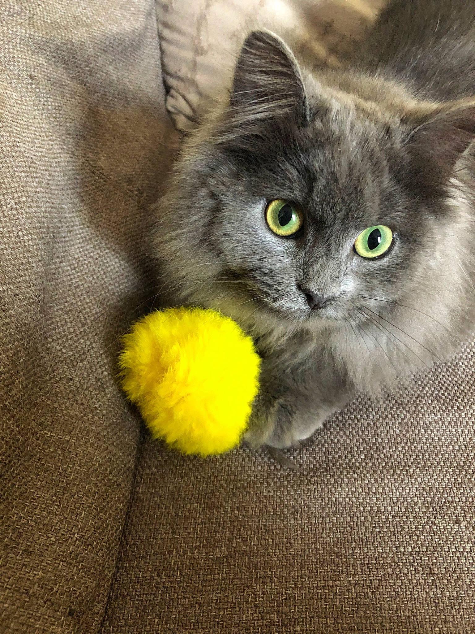 Cachou participe au concours pour gagner de l'argent avec cette photo : british_longhair, british_semi_longhair, british_shorthair, carnivore, cat, chartreux, domestic_long_haired_cat, domestic_short_haired_cat, european_shorthair, eye, felidae, fur, kitten, mammal, nebelung, plant, russian_blue, small_to_medium_sized_cats, whiskers, yellow
