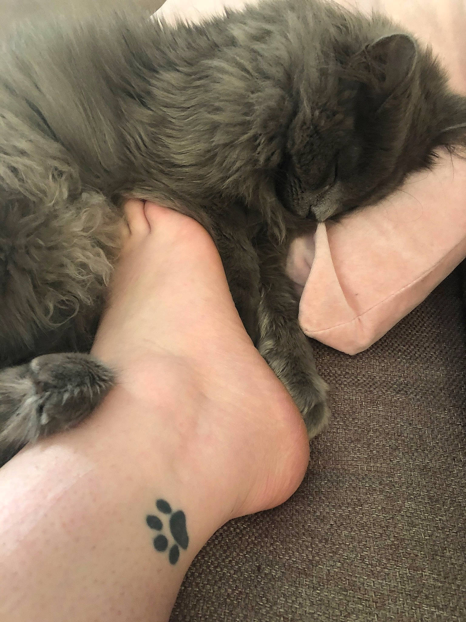 Cachou participe au concours pour gagner de l'argent avec cette photo : canidae, carnivore, claw, dog, dog_breed, fur, irish_wolfhound, paw, puppy, puppy_love, schnoodle, shih_tzu, skin, sporting_group