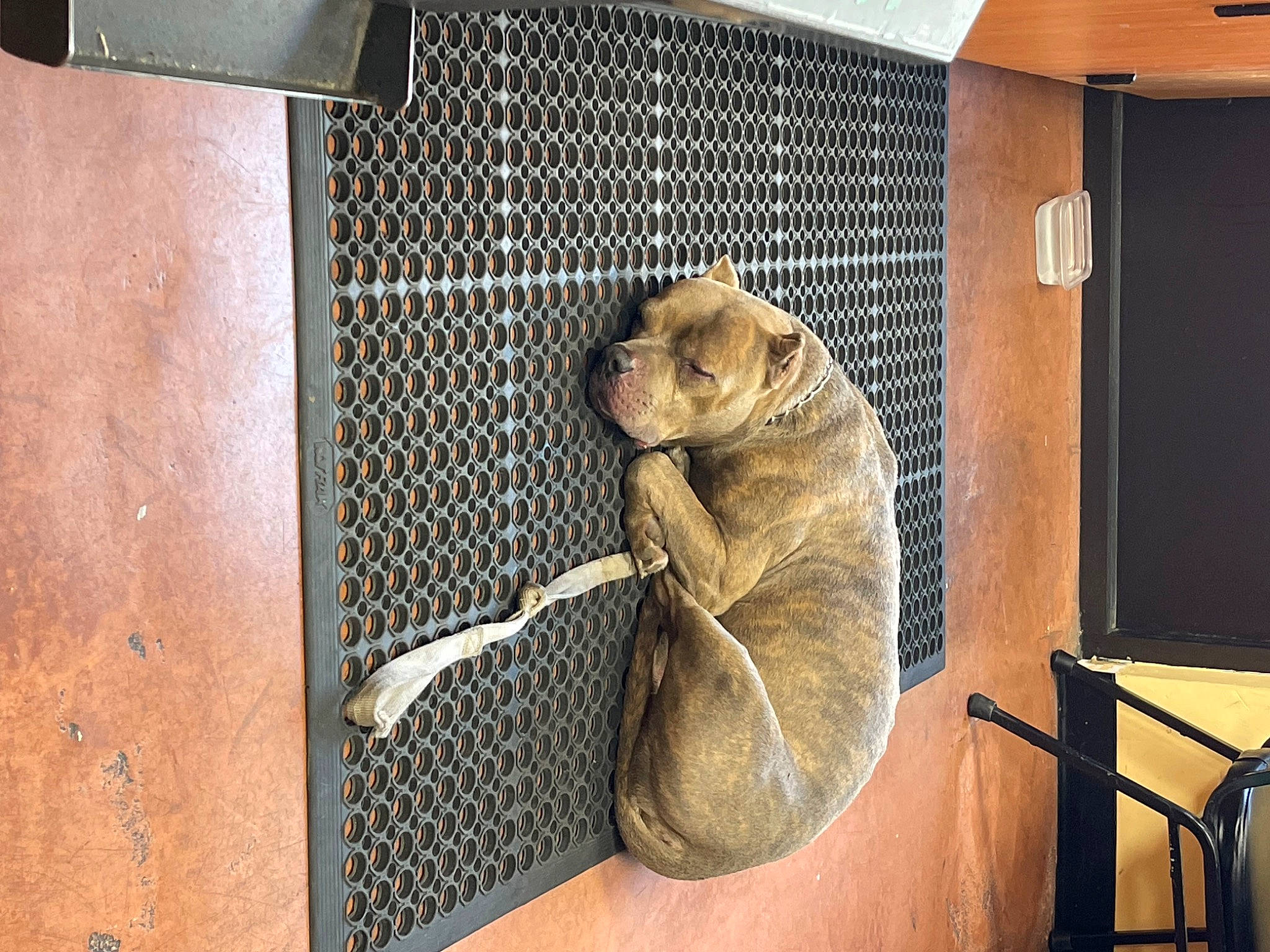 Pablo is registered to the contest to win money with this photo: animal_shelter, cage, carnivore, door, fawn, felidae, fur, gas, marsupial, mesh, metal, rabbit, rabbits_and_hares, small_to_medium_sized_cats, snout, table, tail, terrestrial_animal, whiskers, wood