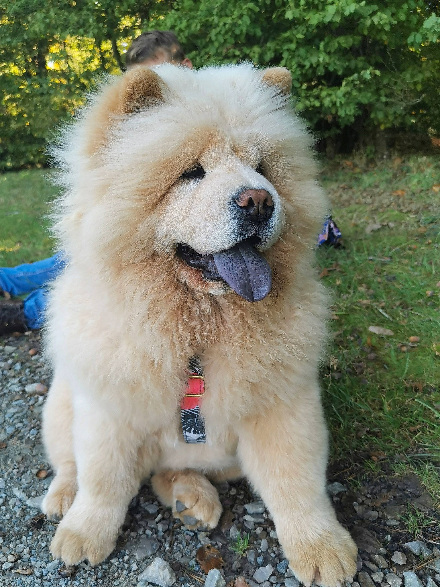 Sweet participe au concours pour gagner de l'argent avec cette photo : ancient_dog_breeds, canidae, carnivore, collar, companion_dog, corgi_chihuahua, dog, dog_breed, fashion_accessory, fawn, fur, grass, outdoor_furniture, pet_supply, plant, snout, sporting_group, tree, working_animal, working_dog