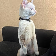 Jemma joined the competition — help win amazing prizes! alert, alert_ears, animal, bell, brown_patches, cat, collar, couch, curious, domestic_animal, feline, furniture, indoor, looking_sideways, pet, sitting_posture, standing, wall, white_fur, young_cat