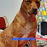 dog, indoor, pet, collar, red, brown, curtain, floral, fabric, blanket, bed, animal, canine, sitting, portrait, furniture, domestic, cute, text_overlay, decor
