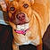 Nala