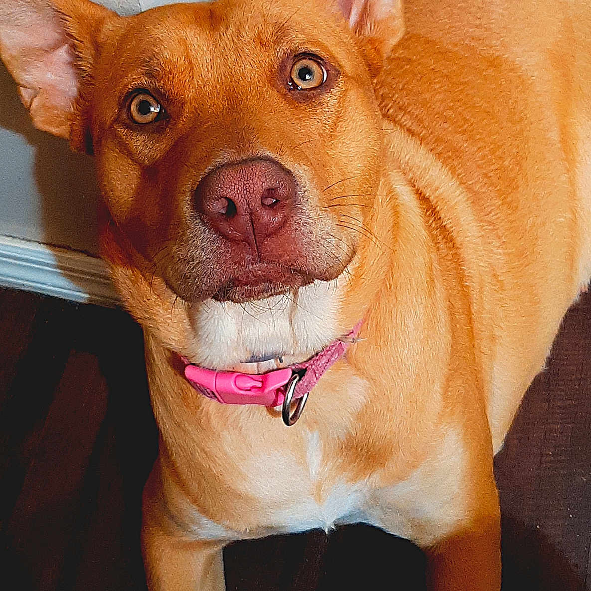 Nala