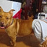 dog, shorts, indoor, wooden_floor, red_crate, cooler, vacuum_cleaner, cabinet, dvds, pet, animal, brown_dog, happy, joyful, ears_up, collar, looking_at_camera, household, floor, domestic
