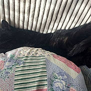 Ozzy a rejoint le concours — aidez-le/la à gagner de superbes lots ! black_cat, sleeping, cat, quilt, patchwork, claws, paws, cozy, sunlight, indoor, resting, feline, fur, pet, napping, striped_background, close_up, animal, domestic_cat, soft