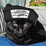 Ozzy participe au concours pour gagner de l'argent avec cette photo : cat, black_cat, beanie, hat, vans, indoor, cozy, blanket, cushion, pet, animal, feline, resting, closeup, green_eyes, soft_lighting, portrait, cute, domestic_cat, fashion