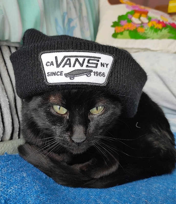 Ozzy participe au concours pour gagner de l'argent avec cette photo : cat, black_cat, beanie, hat, vans, indoor, cozy, blanket, cushion, pet, animal, feline, resting, closeup, green_eyes, soft_lighting, portrait, cute, domestic_cat, fashion