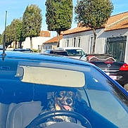 Triskell participe au concours pour gagner de l'argent avec cette photo : dog, car, steering_wheel, driver, windshield, vehicle, street, neighborhood, parked_cars, trees, houses, sunny, outdoor, pet, small_dog, seated, reflection, blue_car, road, funny