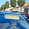 blue_car, car, dog, driver, funny, houses, neighborhood, outdoor, parked_cars, pet, reflection, road, seated, small_dog, steering_wheel, street, sunny, trees, vehicle, windshield