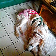 Chipie a rejoint le concours — aidez-le/la à gagner de superbes lots ! canidae, carnivore, cat, companion_dog, dog, dog_breed, ear, felidae, fur, shih_tzu, spaniel, spinone_italiano, sporting_group, tail