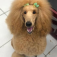 Tina participe au concours pour gagner de l'argent avec cette photo : dog, poodle, fluffy, curly_hair, bow, green_bow, pet, happy, smiling, indoors, floor, tiled_floor, groomed, animal, cute, fur, canine, mammal, companion, friendly