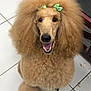 dog, poodle, fluffy, curly_hair, bow, green_bow, pet, happy, smiling, indoors, floor, tiled_floor, groomed, animal, cute, fur, canine, mammal, companion, friendly