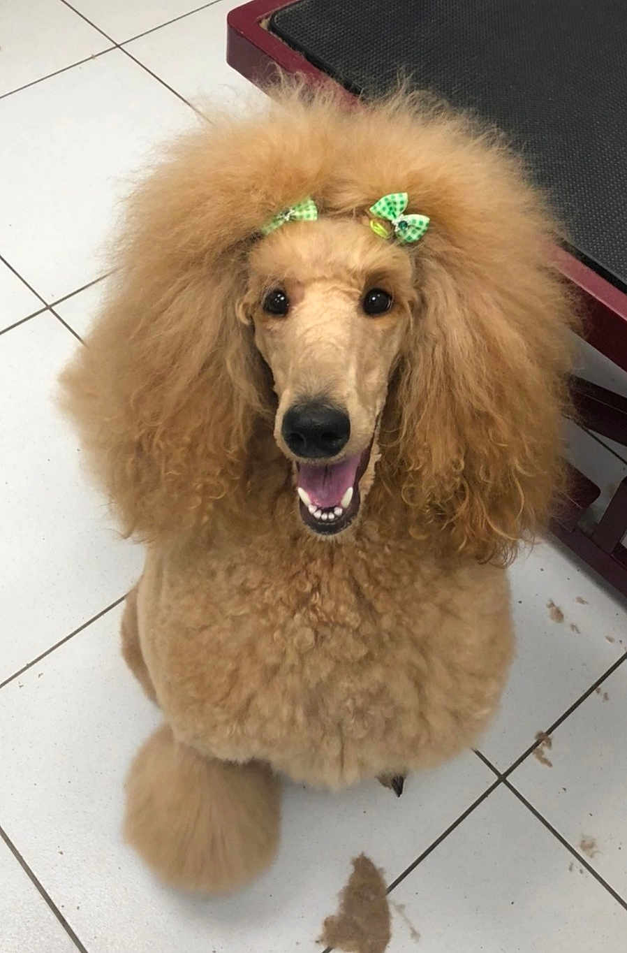 Tina participe au concours pour gagner de l'argent avec cette photo : dog, poodle, fluffy, curly_hair, bow, green_bow, pet, happy, smiling, indoors, floor, tiled_floor, groomed, animal, cute, fur, canine, mammal, companion, friendly