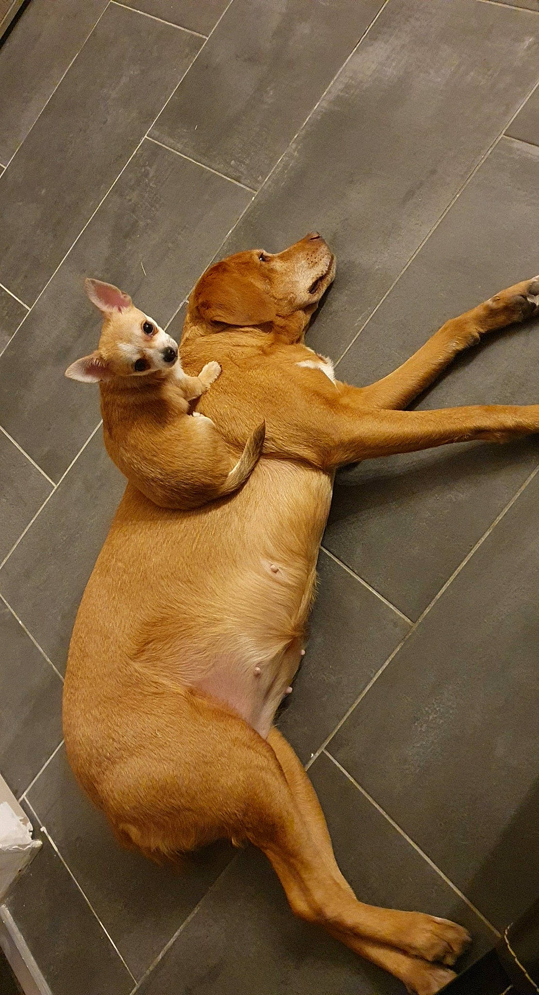 Sempra a rejoint le concours — aidez-le/la à gagner de superbes lots ! art, artifact, carnivore, cat, clay, fawn, felidae, fur, metal, paw, sculpture, small_to_medium_sized_cats, snout, tail, terrestrial_animal, trunk, visual_arts, whiskers, wildlife, wood