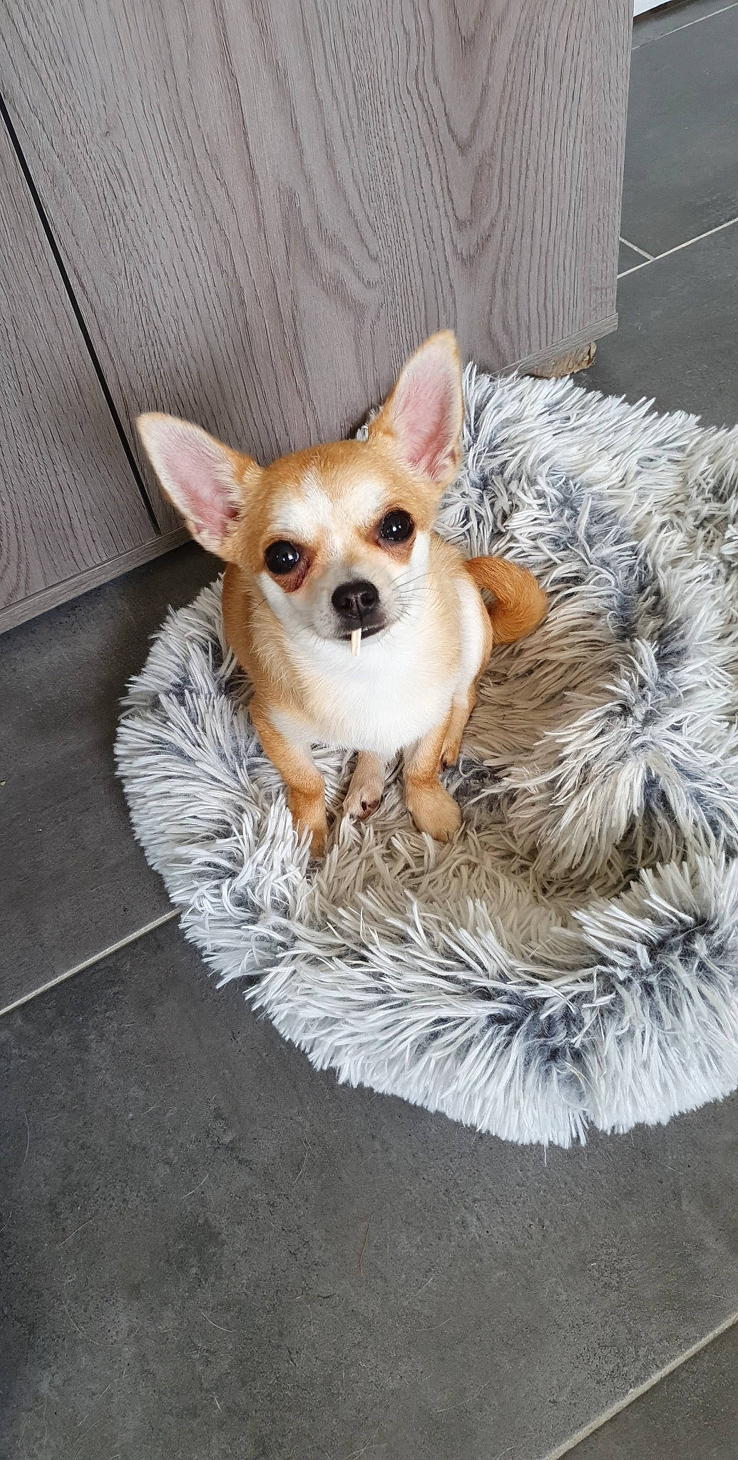 Sempra participe au concours pour gagner de l'argent avec cette photo : canidae, carnivore, chihuahua, collar, companion_dog, corgi_chihuahua, dog, dog_breed, dog_supply, fawn, fur, non_sporting_group, paw, puppy, snout, sporting_group, tail, toy_dog, whiskers, working_animal