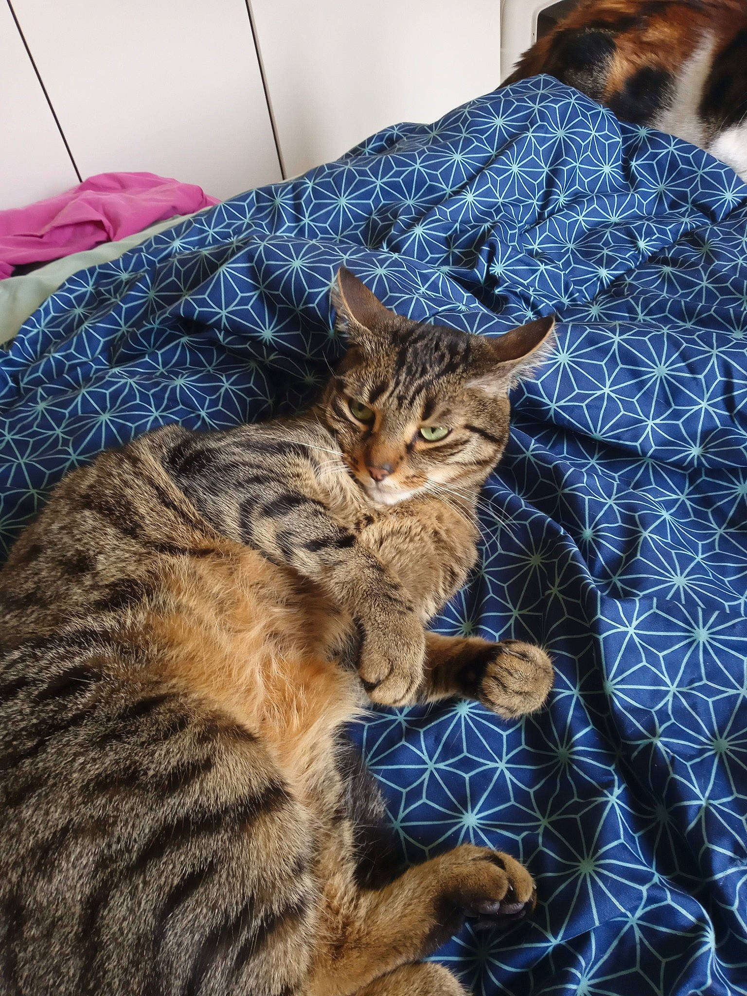 Frippon a rejoint le concours — aidez-le/la à gagner de superbes lots ! bed, bedding, blue, carnivore, cat, claw, comfort, domestic_short_haired_cat, electric_blue, felidae, fur, grass, linens, pattern, sleeve, small_to_medium_sized_cats, tail, terrestrial_animal, textile, whiskers