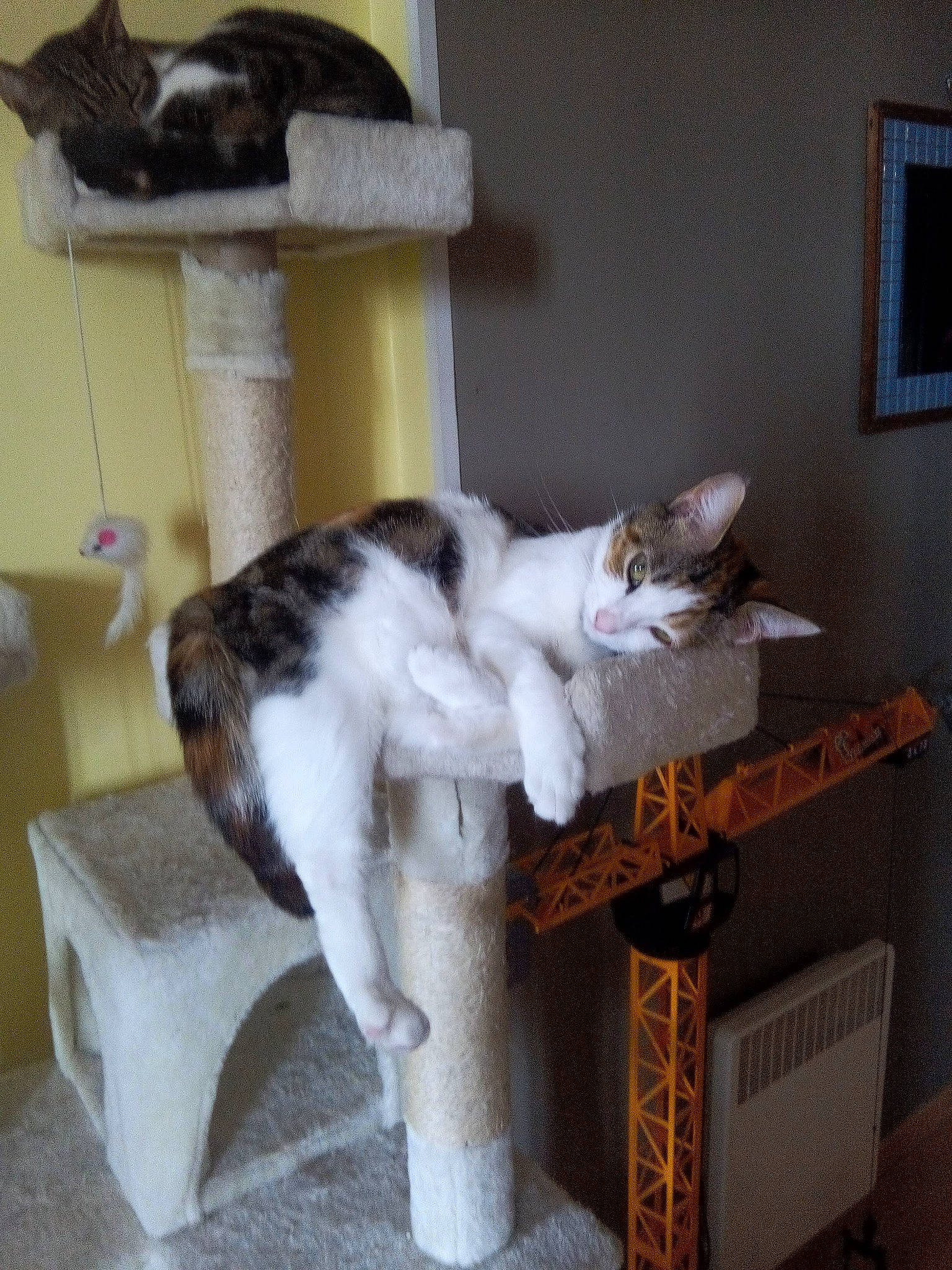 Chanel participe au concours pour gagner de l'argent avec cette photo : box, cardboard, carnivore, cat, cat_furniture, cat_supply, domestic_short_haired_cat, felidae, fur, hardwood, mammal, paw, pet_supply, picture_frame, room, small_to_medium_sized_cats, tail, vertebrate, whiskers, wood