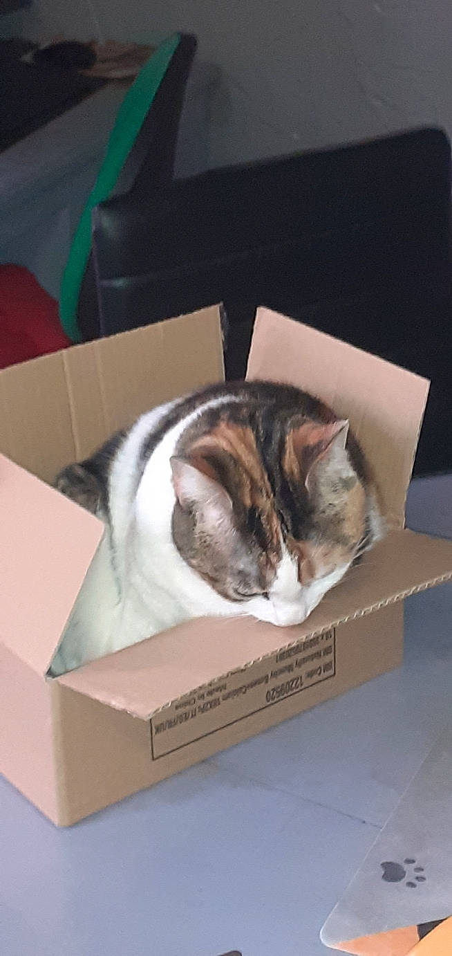 Chanel participe au concours pour gagner de l'argent avec cette photo : box, cardboard, carnivore, carton, cat, comfort, domestic_short_haired_cat, felidae, fur, nap, packaging_and_labeling, packing_materials, paper, paper_product, paw, shipping_box, small_to_medium_sized_cats, tail, whiskers, wood