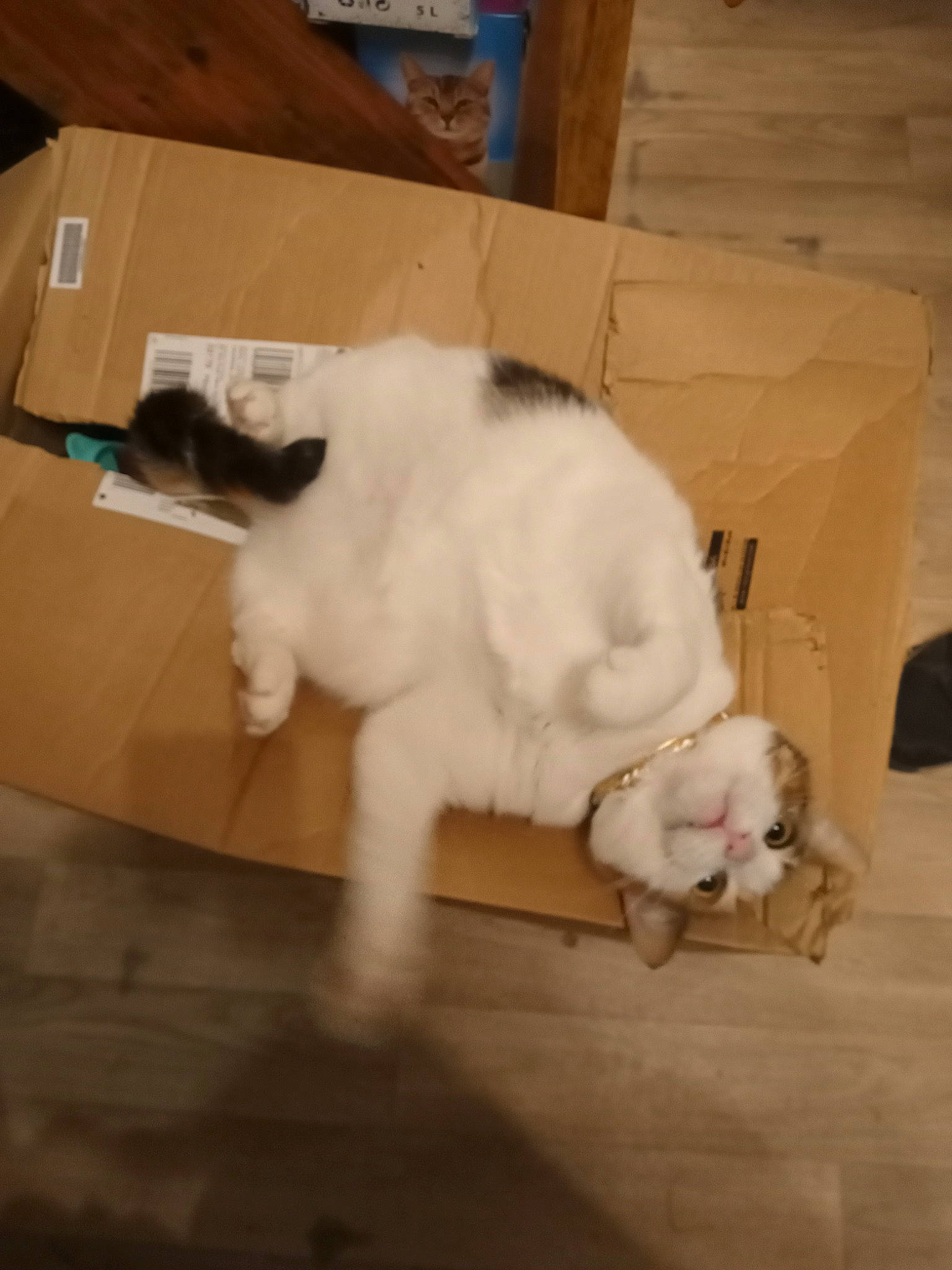 Chanel a rejoint le concours — aidez-le/la à gagner de superbes lots ! carnivore, cat, claw, comfort, companion_dog, dog_breed, domestic_short_haired_cat, fawn, felidae, floor, flooring, foot, fur, hardwood, paw, small_to_medium_sized_cats, snout, tail, whiskers, wood