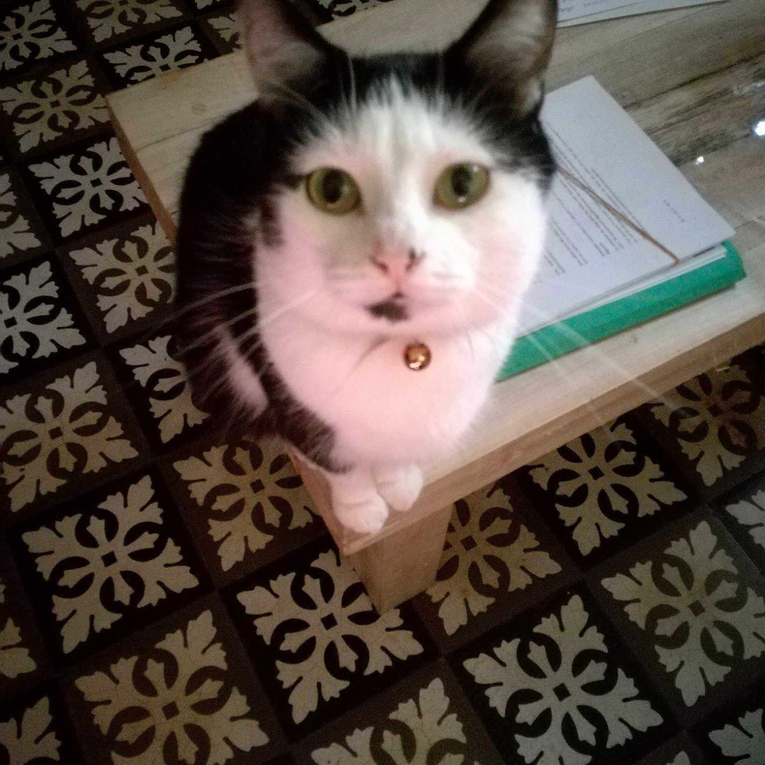 Simba