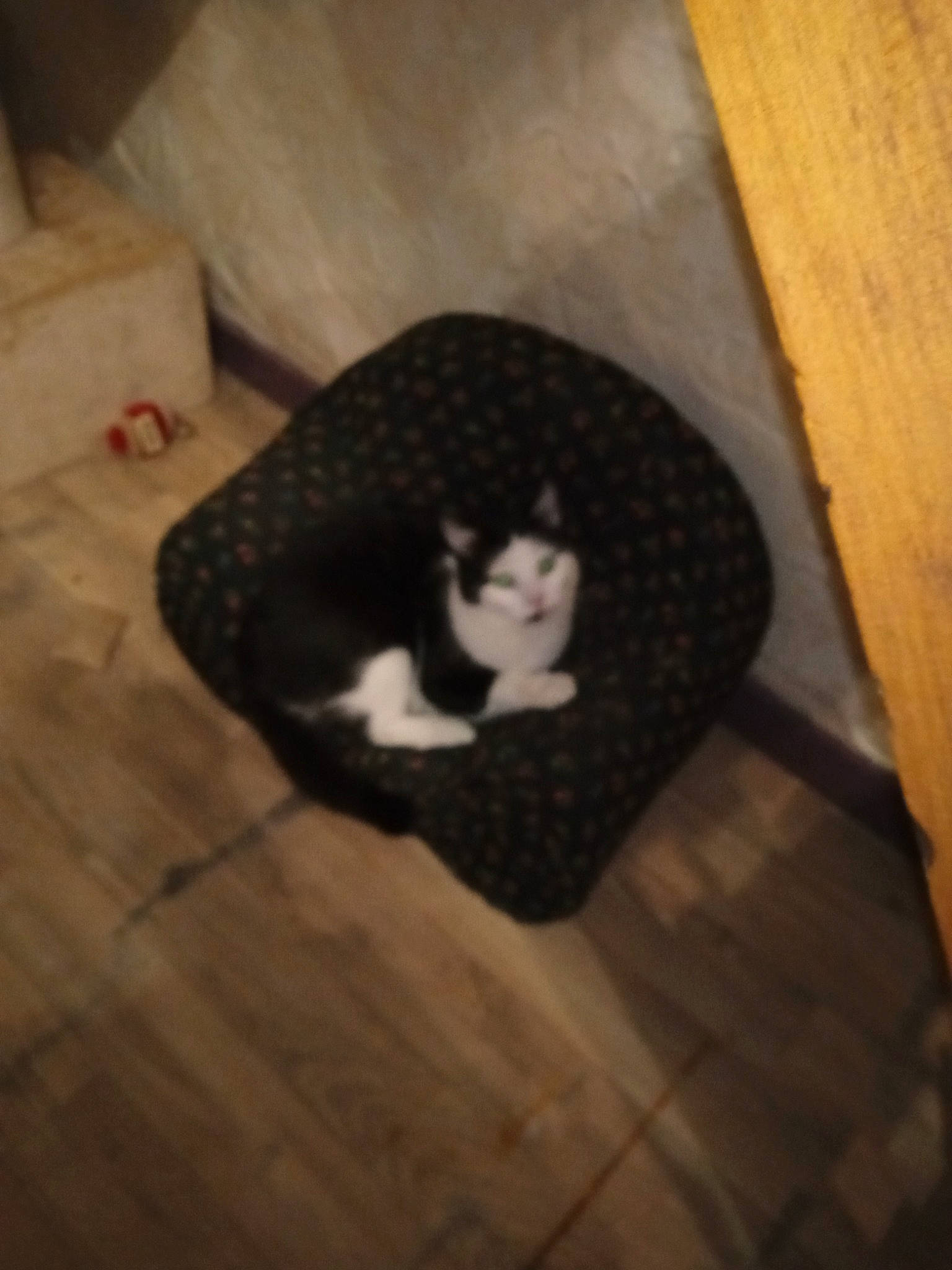 Simba participe au concours pour gagner de l'argent avec cette photo : carnivore, carpet, cat, comfort, dog_breed, felidae, flooring, fur, hair, hardwood, laminate_flooring, pattern, room, small_to_medium_sized_cats, snout, tail, tints_and_shades, whiskers, wood, wood_flooring