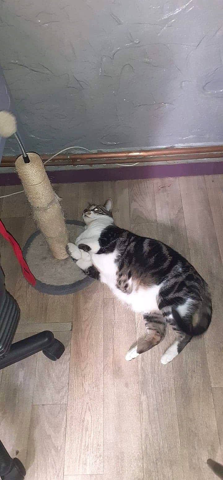 Théodore participe au concours pour gagner de l'argent avec cette photo : cable, canidae, cat, companion_dog, dog_breed, domestic_short_haired_cat, felidae, floor, flooring, fur, gas, hardwood, paw, room, small_to_medium_sized_cats, sporting_group, tail, whiskers, wire, wood