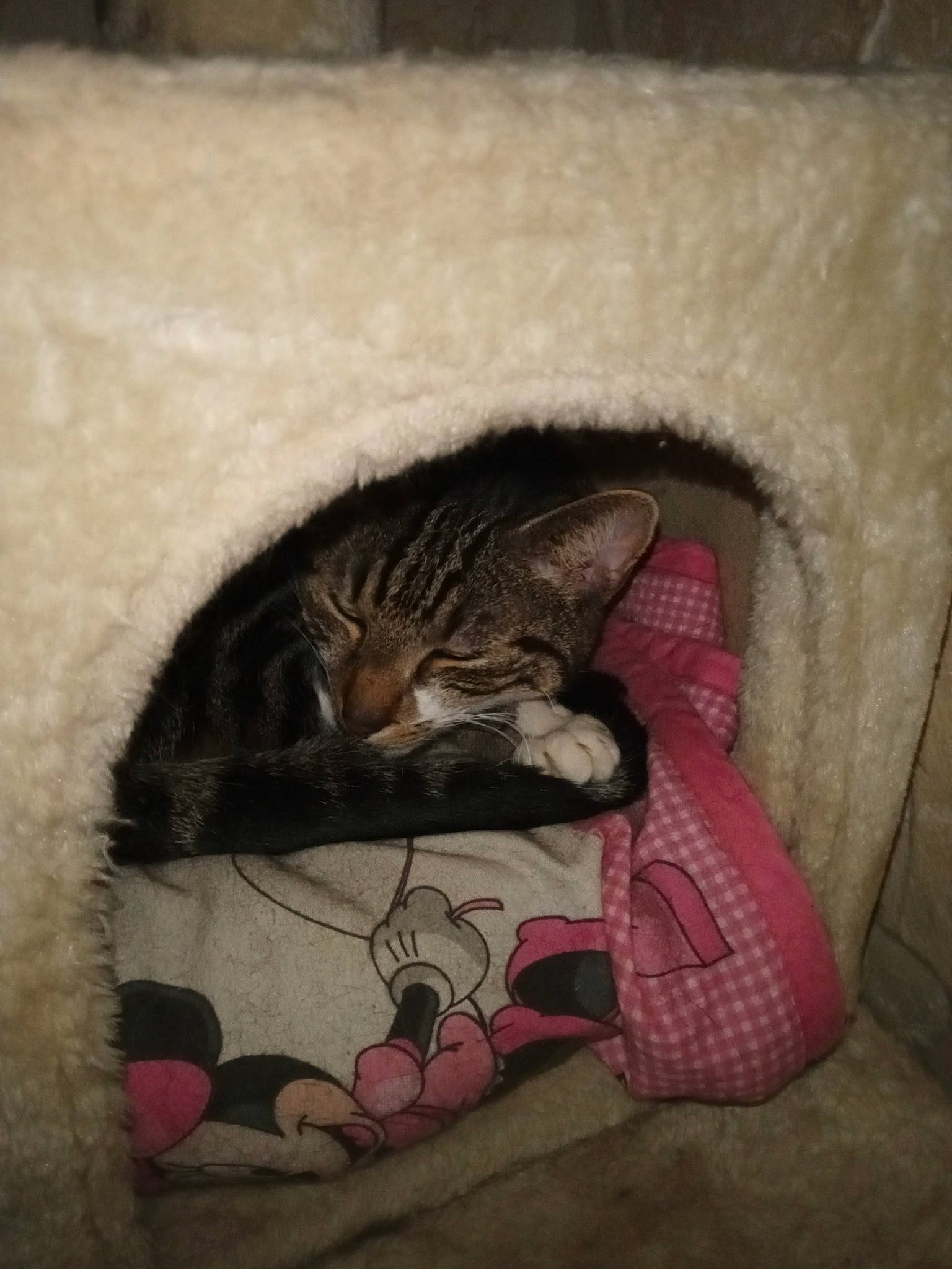 Théodore a rejoint le concours — aidez-le/la à gagner de superbes lots ! carmine, carnivore, cat, cat_bed, cat_supply, comfort, domestic_short_haired_cat, felidae, fur, grey, paw, sitting, small_to_medium_sized_cats, snout, tail, terrestrial_animal, vertebrate, whiskers, window, wood