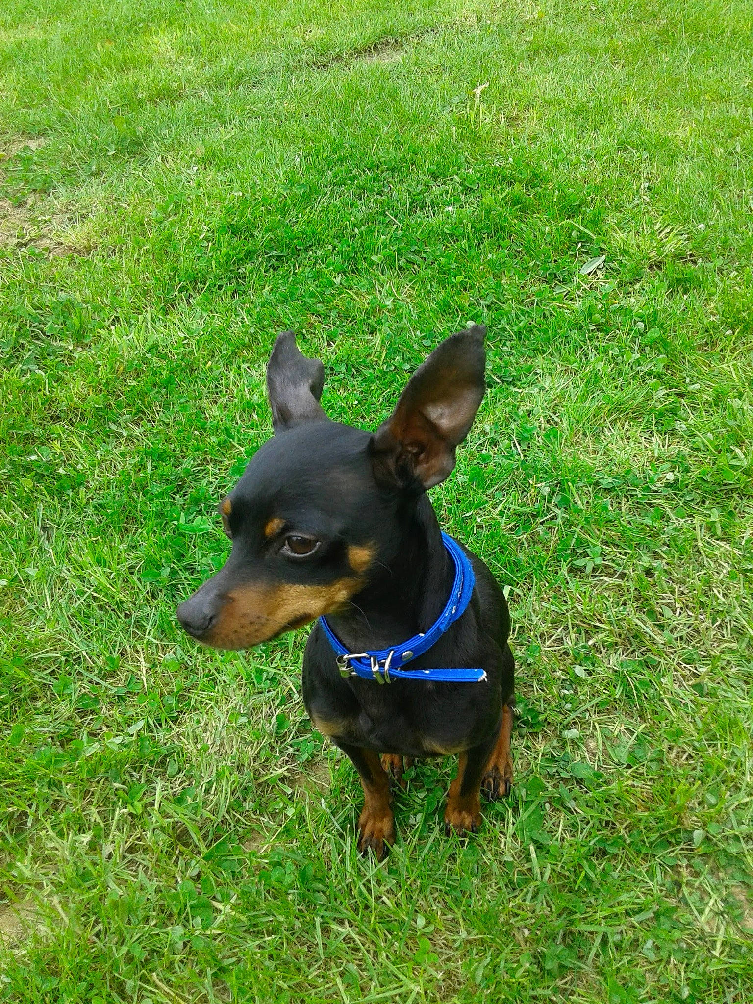 Prince participe au concours pour gagner de l'argent avec cette photo : canidae, carnivore, collar, companion_dog, dog, dog_breed, dog_supply, fashion_accessory, fawn, grass, groundcover, guard_dog, lawn, pinscher, prazsky_krysarik, snout, sporting_group, tail, toy_dog, working_animal