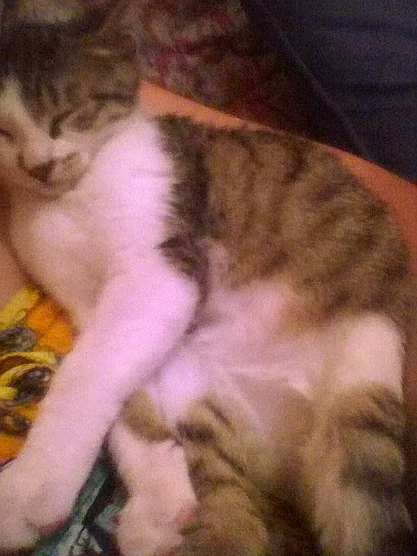 Tigresse a rejoint le concours — aidez-le/la à gagner de superbes lots ! carnivore, cat, claw, comfort, domestic_short_haired_cat, fawn, felidae, fur, human_leg, lap, nap, paw, sleep, small_to_medium_sized_cats, snout, tail, whiskers