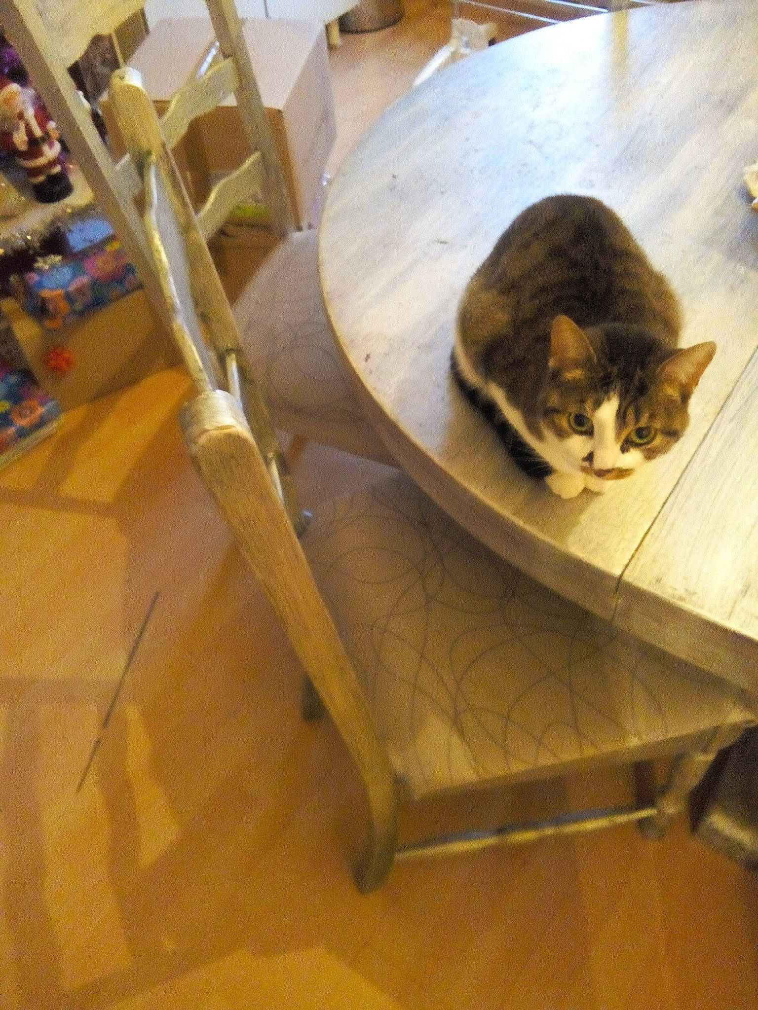 Tigresse participe au concours pour gagner de l'argent avec cette photo : armrest, carnivore, cat, chair, comfort, domestic_short_haired_cat, fawn, felidae, floor, flooring, hardwood, laminate_flooring, outdoor_furniture, small_to_medium_sized_cats, tail, varnish, whiskers, wood, wood_flooring, wood_stain