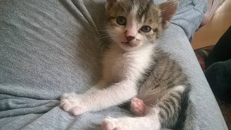 Tigresse participe au concours pour gagner de l'argent avec cette photo : carnivore, cat, cat_supply, claw, comfort, domestic_short_haired_cat, fawn, felidae, fur, paw, small_to_medium_sized_cats, snout, tail, whiskers