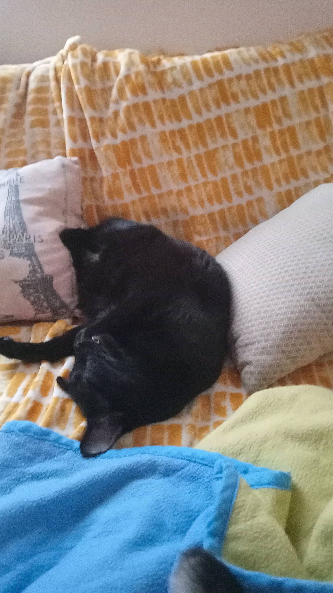 Napolitain a rejoint le concours — aidez-le/la à gagner de superbes lots ! bed, bedding, black_cat, bombay, carnivore, cat, claw, comfort, companion_dog, couch, dog_breed, domestic_short_haired_cat, felidae, fur, linens, mammal, small_to_medium_sized_cats, tail, textile, whiskers