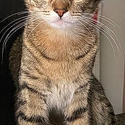 Nala is registered to the contest to win money with this photo: alert, animal, cat, closeup, curious, cute, domestic, ears, feline, fur, green_eyes, indoor, mammal, pet, portrait, sitting, striped, tabby, whiskers, young