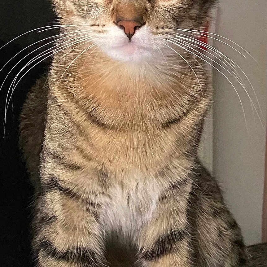 Nala is registered to the contest to win money with this photo: alert, animal, cat, closeup, curious, cute, domestic, ears, feline, fur, green_eyes, indoor, mammal, pet, portrait, sitting, striped, tabby, whiskers, young
