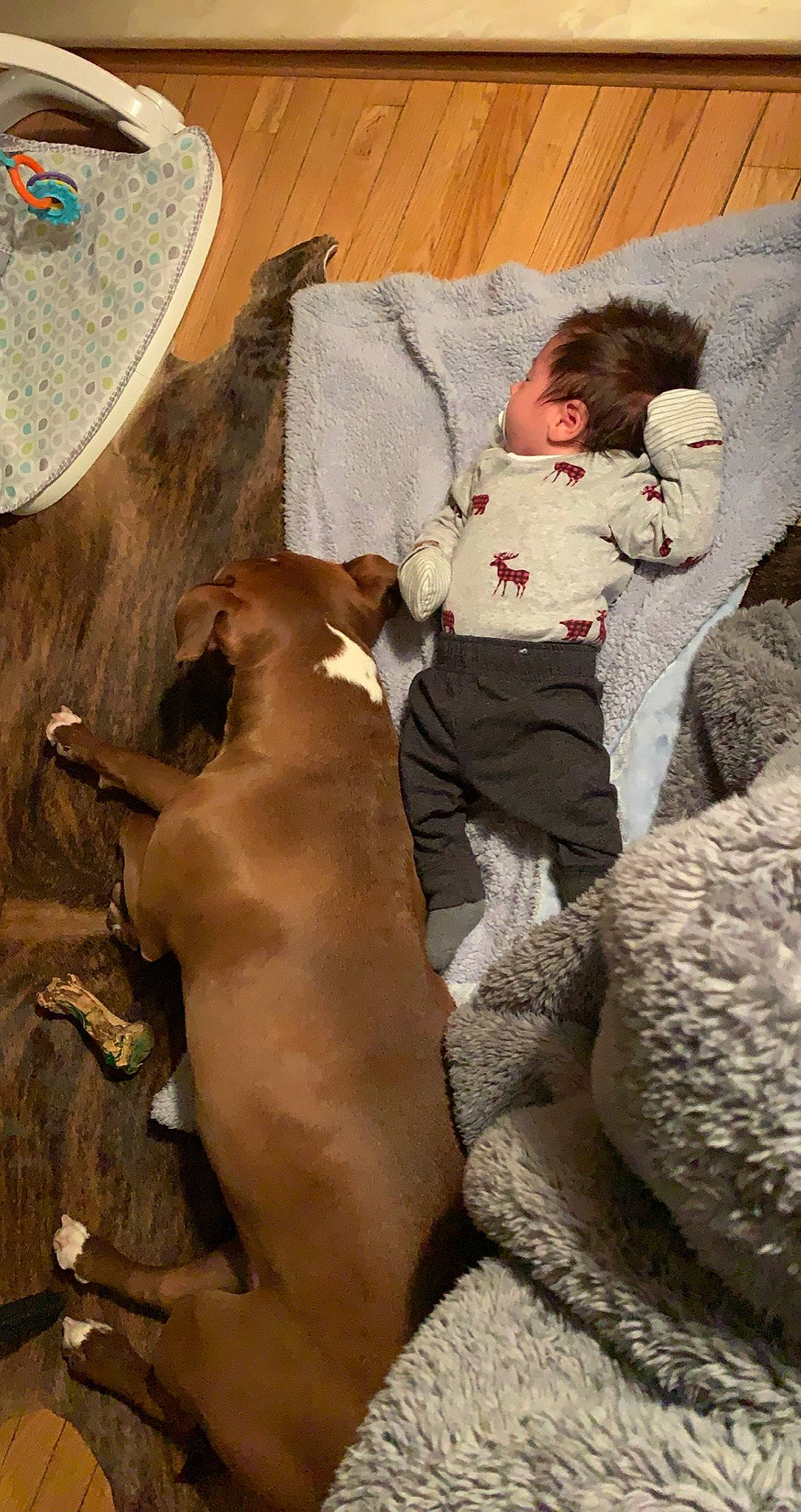 Jonathon joined the competition — help win amazing prizes! abdomen, baby, barechested, carnivore, child, comfort, companion_dog, dog, dog_breed, fawn, flooring, head, human_leg, linens, mammal, person, sitting, toddler, trunk, vertebrate