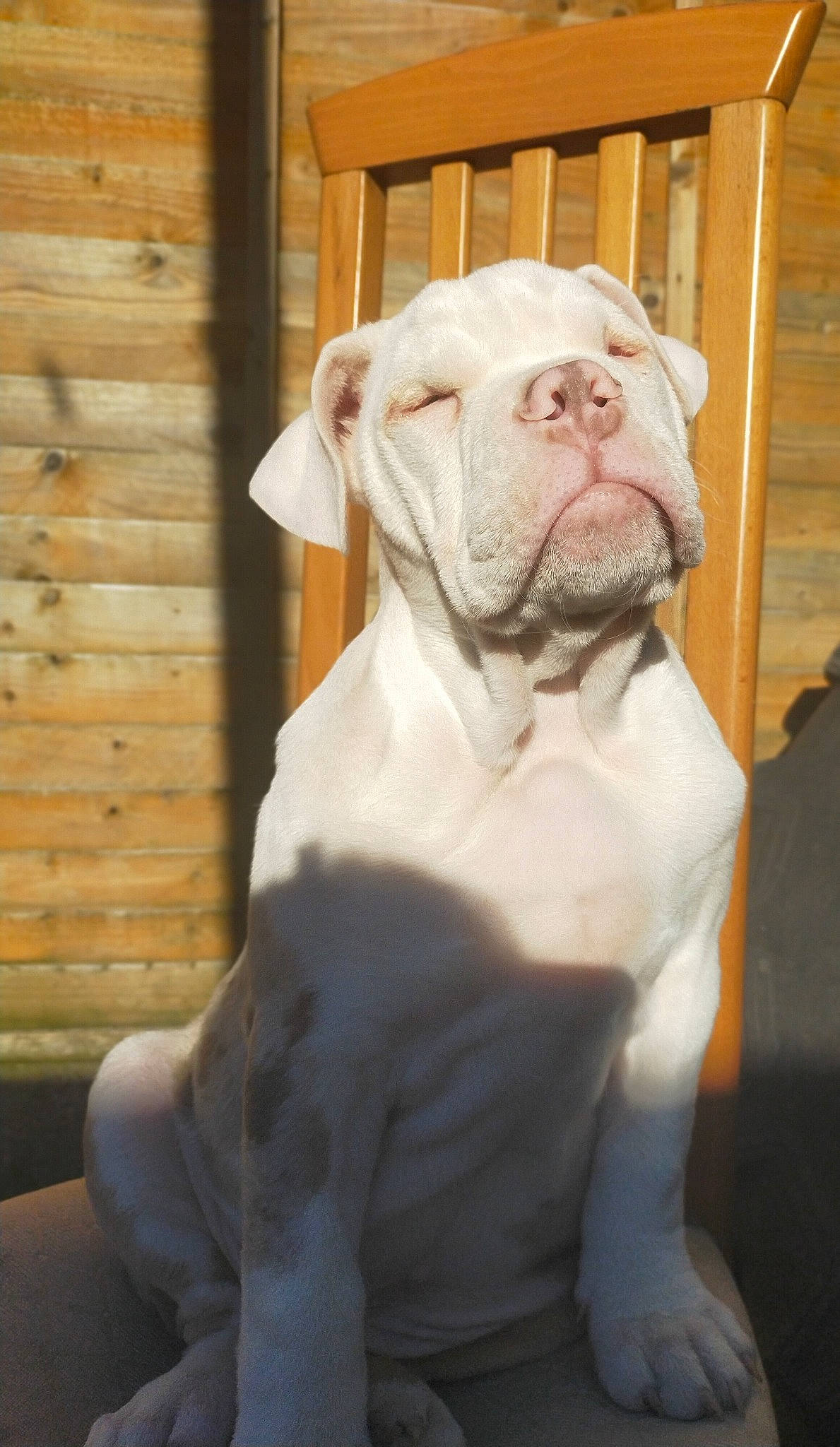 Hooch joined the competition — help win amazing prizes! bulldog, canidae, carnivore, comfort, companion_dog, dog, dog_breed, dogo_argentino, fawn, fur, liver, non_sporting_group, pet_supply, snout, sporting_group, terrestrial_animal, whiskers, wood, working_animal, wrinkle