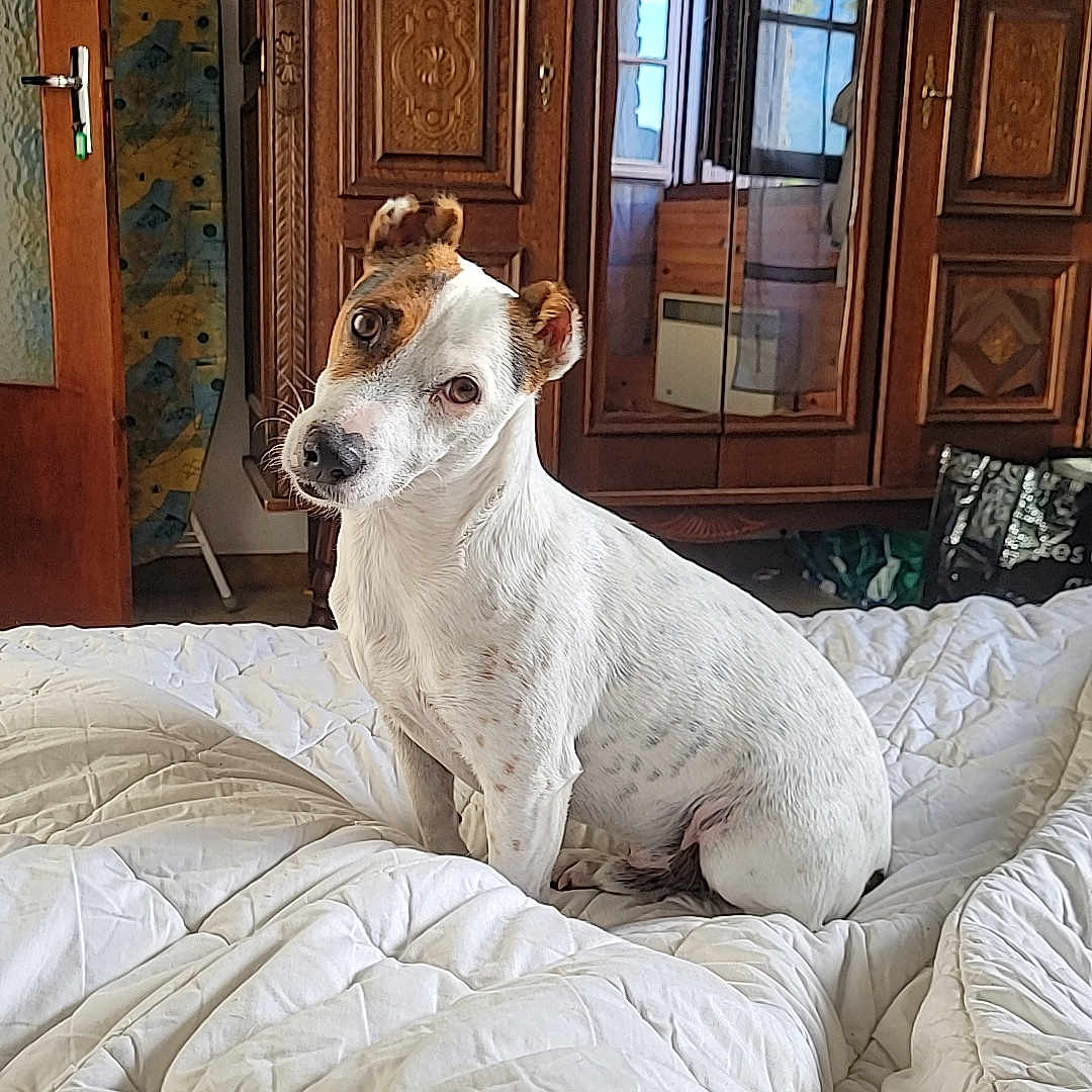Marcello participe au concours pour gagner de l'argent avec cette photo : bed, blanket, comforter, cozy, curious, dog, domestic_animal, door, floor, head_tilt, indoor, mirror, natural_light, pet, reflection, room, vintage, white, window, wooden_furniture