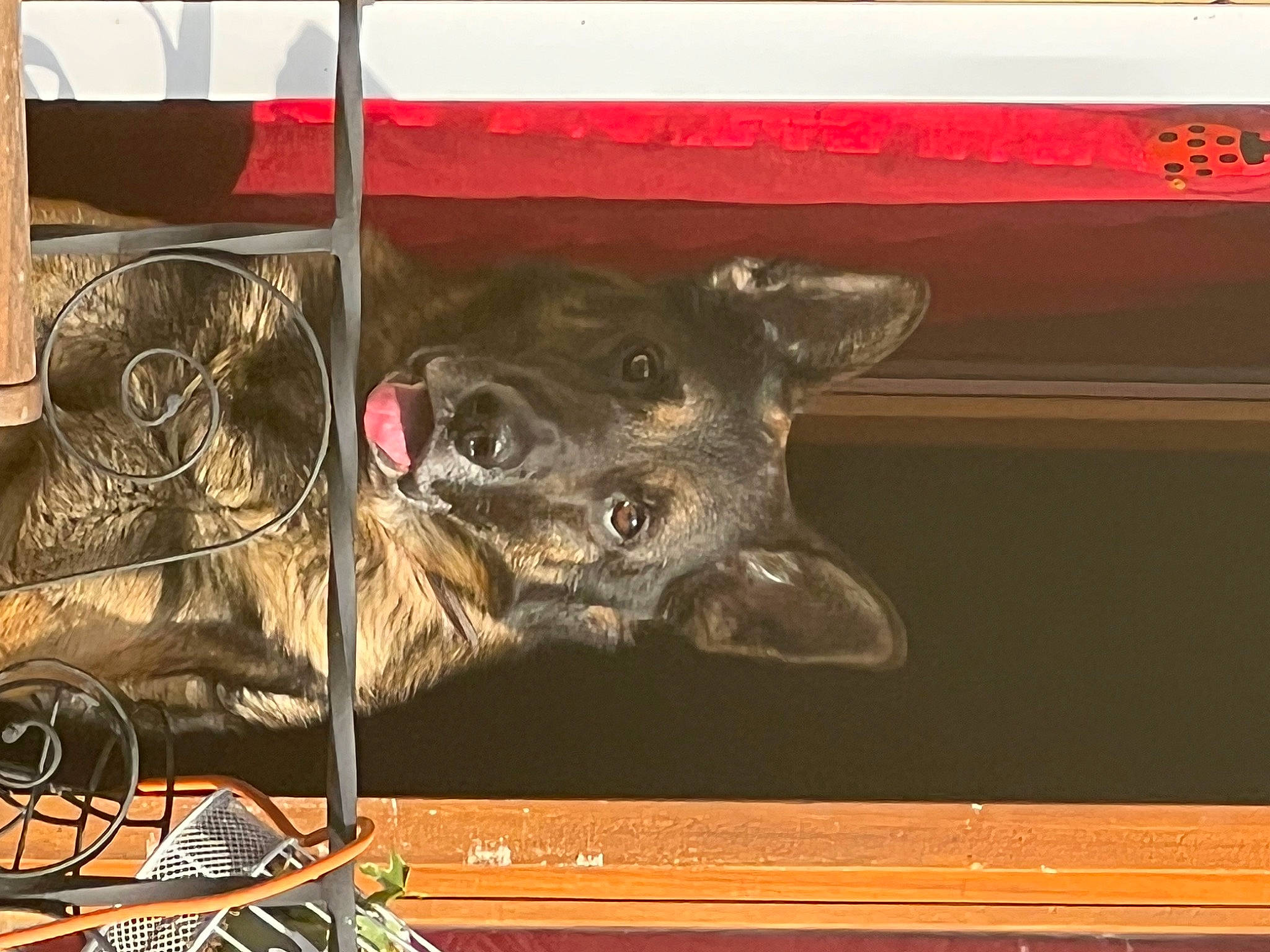 Blacky participe au concours pour gagner de l'argent avec cette photo : art, canidae, carnivore, dog, dog_breed, fur, guard_dog, metal, painting, picture_frame, rectangle, room, sporting_group, visual_arts, window, wood, working_animal