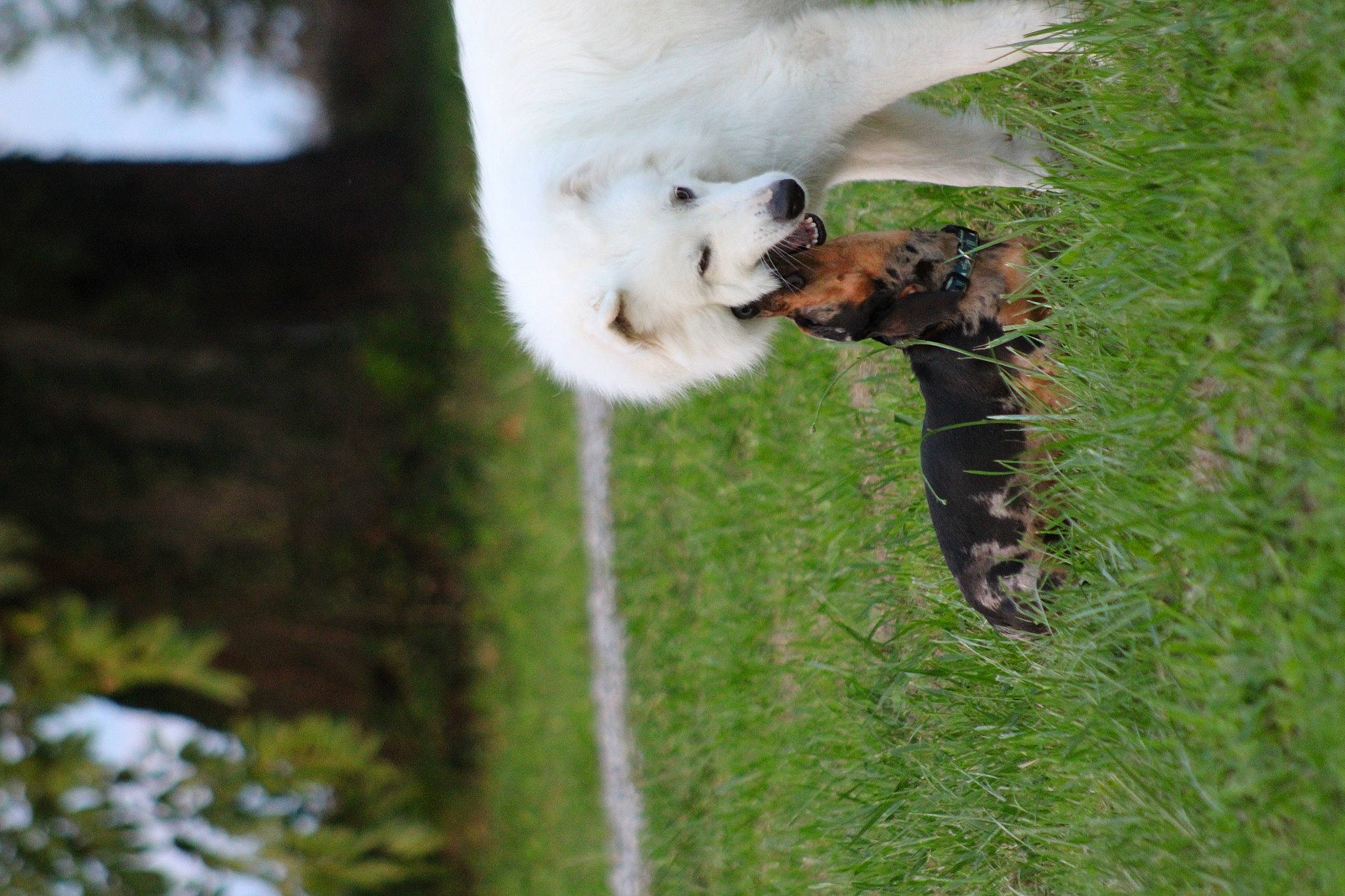 Kaïna participe au concours pour gagner de l'argent avec cette photo : beak, bird_of_prey, canidae, carnivore, dog_breed, falconiformes, fawn, felidae, fur, grass, owl, plant, small_to_medium_sized_cats, snout, snowy_owl, tail, terrestrial_animal, tree, whiskers, wildlife