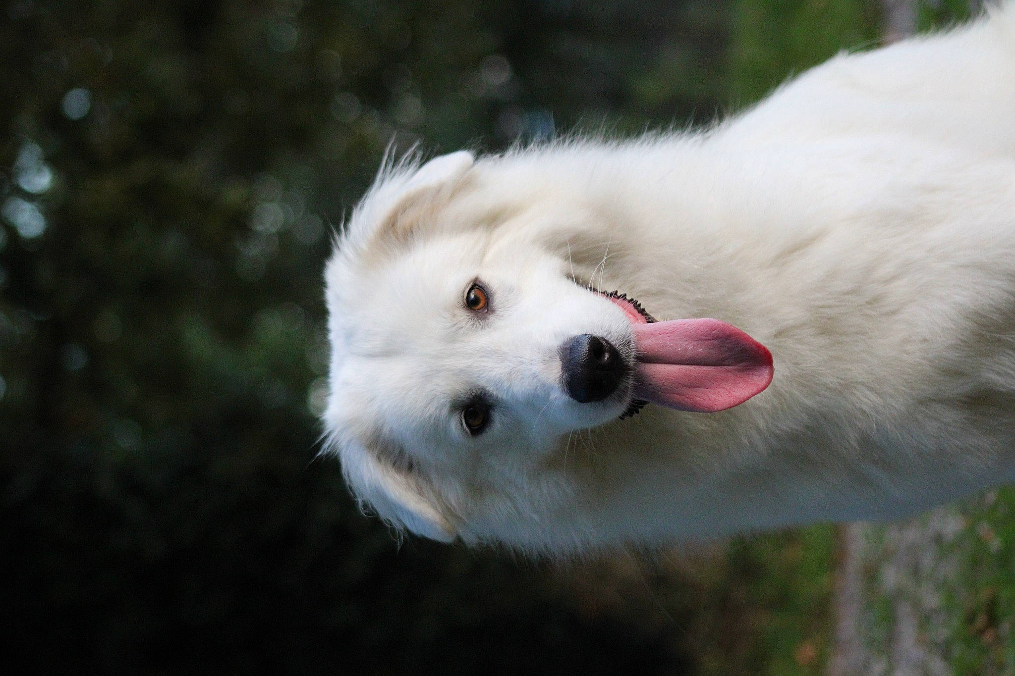 Kaïna a rejoint le concours — aidez-le/la à gagner de superbes lots ! american_eskimo_dog, canidae, carnivore, companion_dog, dog, dog_breed, fur, grass, indian_spitz, japanese_spitz, samoyed, snout, spitz, sporting_group, terrestrial_animal, volpino_italiano, whiskers, wildlife, working_animal, working_dog