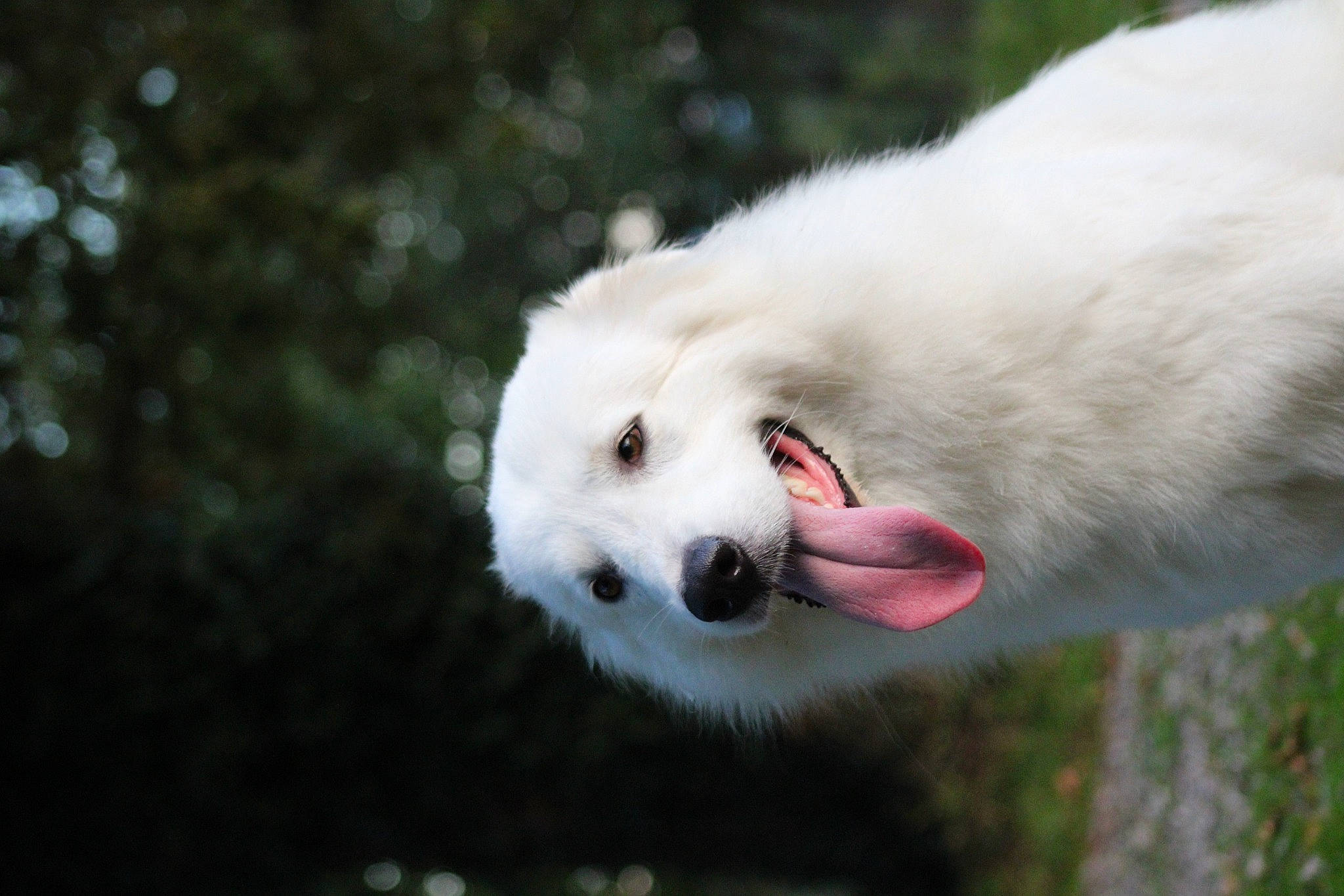 Kaïna a rejoint le concours — aidez-le/la à gagner de superbes lots ! american_eskimo_dog, canidae, carnivore, companion_dog, dog, dog_breed, fang, fur, grass, great_pyrenees, jaw, kuvasz, maremma_sheepdog, polish_tatra_sheepdog, samoyed, snout, spitz, sporting_group, terrestrial_animal, volpino_italiano