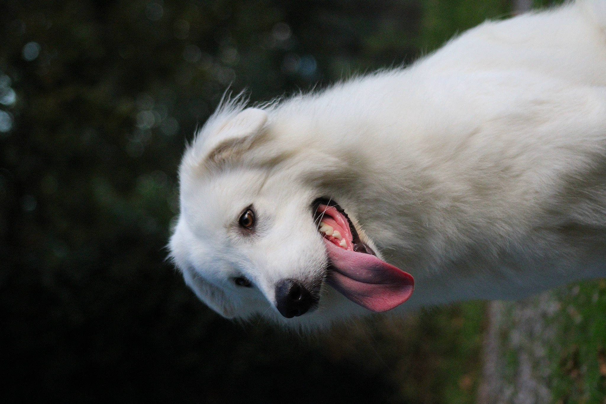 Kaïna participe au concours pour gagner de l'argent avec cette photo : american_eskimo_dog, canidae, carnivore, collar, companion_dog, dog, dog_breed, fang, fur, grass, maremma_sheepdog, samoyed, snout, sporting_group, terrestrial_animal, volpino_italiano, whiskers, wildlife, working_animal, working_dog