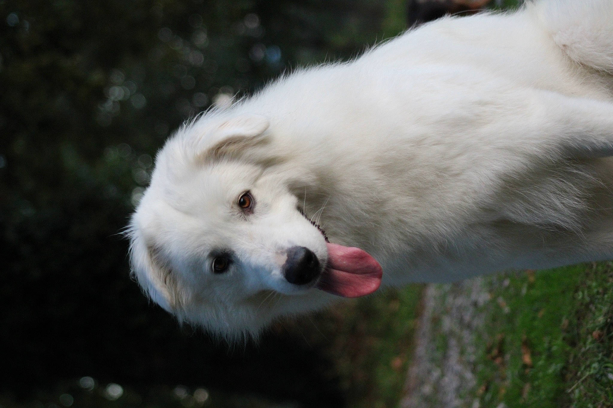 Kaïna participe au concours pour gagner de l'argent avec cette photo : american_eskimo_dog, ancient_dog_breeds, biting, canidae, carnivore, companion_dog, dog, dog_breed, fur, grass, indian_spitz, livestock_guardian_dog, non_sporting_group, polish_tatra_sheepdog, snout, sporting_group, terrestrial_animal, volpino_italiano, working_animal, working_dog
