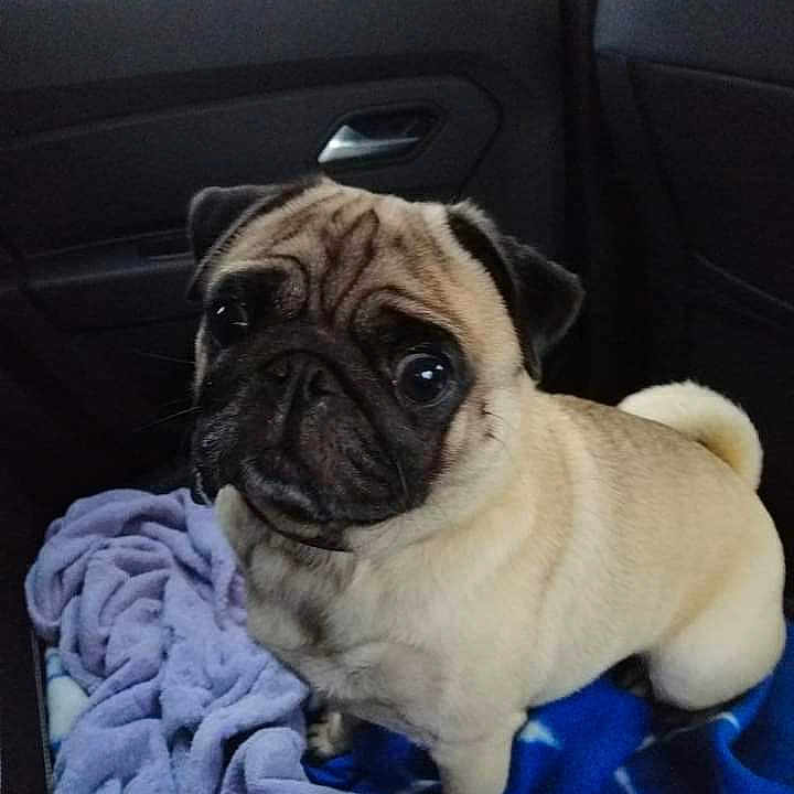 Pookie a rejoint le concours — aidez-le/la à gagner de superbes lots ! animal, blanket, canine, cushion, dog, homedecor, laundry, pet, pug, puppy